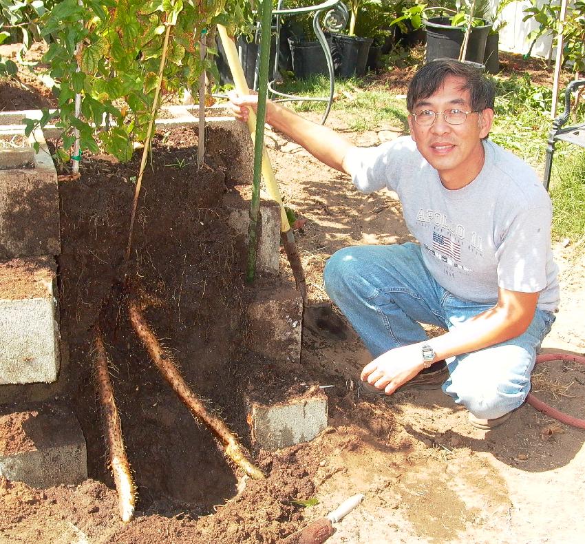 How Long Does It Take To Harvest Yam